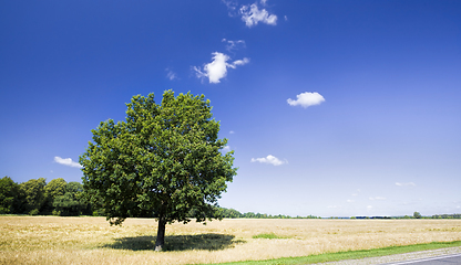 Image showing lone oak