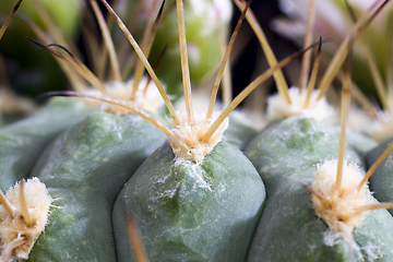 Image showing cactus during flowering