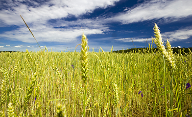 Image showing wheat or rye