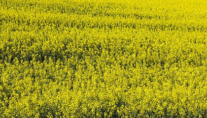 Image showing beautiful yellow rapeseed flowers