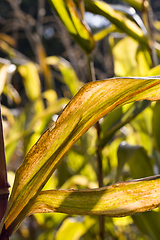 Image showing yellowing and drying corn