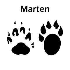 Image showing Marten Footprint