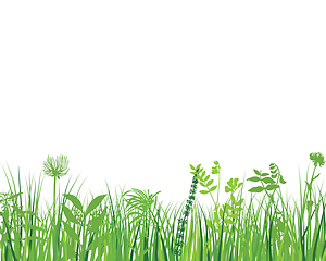 Image showing Green Grass Meadow