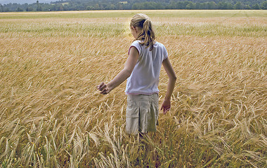 Image showing WHEAT FIELD 14