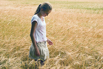 Image showing WHEAT FIELD 14