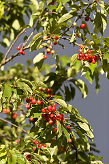 Image showing ripe cherries hanging on a tree