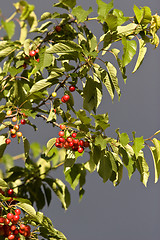 Image showing ripe cherries hanging on a tree