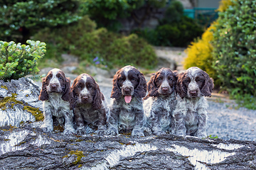 Image showing portrait of dog English Cocker Spaniel puppy family