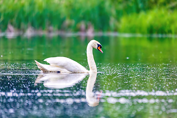 Image showing Wild bird mute swan in spring on pond