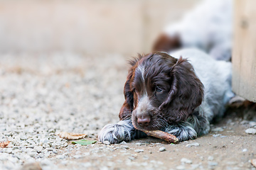 Image showing portrait of dog English Cocker Spaniel puppy