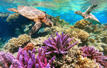 Image showing Green Sea Turtle Swimming Over Coral Reef