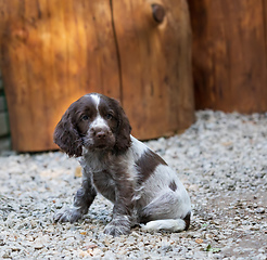 Image showing portrait of dog English Cocker Spaniel puppy