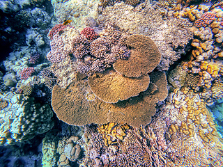 Image showing Coral garden in red sea, Marsa Alam, Egypt