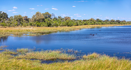 Image showing Moremi game reserve landscape, Botswana Africa wilderness