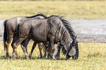 Image showing Blue Wildebeest in Kalahari, South Africa