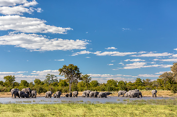 Image showing African Elephant on waterhole, Africa safari wildlife