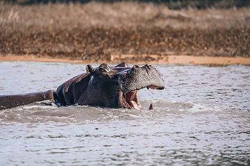 Image showing Hippopotamus Botswana Africa Safari Wildlife