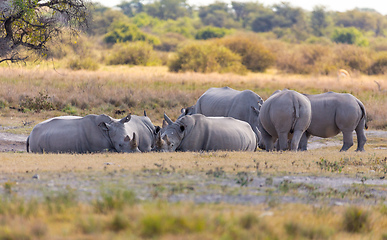 Image showing endangered white rhinoceros Botswana, Africa