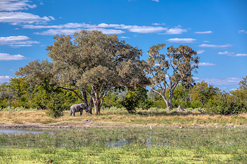 Image showing African Elephant on waterhole, Africa safari wildlife