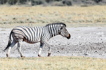 Image showing Zebra in bush, Namibia Africa wildlife