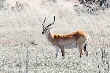 Image showing southern lechwe in Okavango, Botswana, Africa