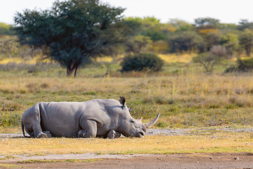 Image showing Resting endangered white rhinoceros Botswana, Africa