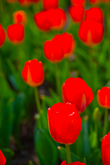 Image showing colorful tulips field