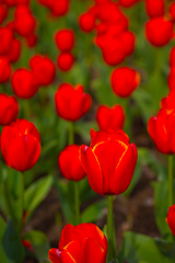 Image showing colorful tulips field