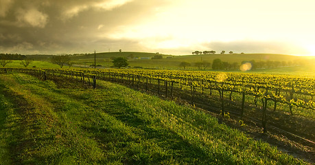 Image showing Sunrise over the Vineyard