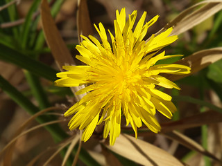 Image showing yellow flower