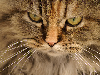 Image showing cat portrait