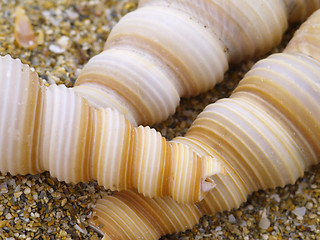 Image showing snail shells