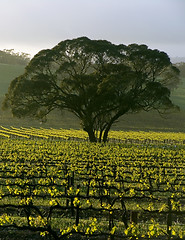 Image showing Large Tree in Vineyard