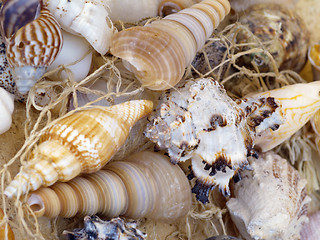 Image showing snail shells