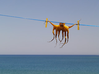 Image showing cuttlefish conservation