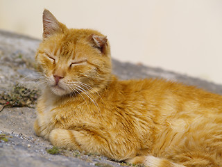 Image showing stray tomcat