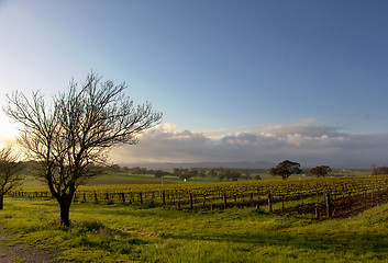 Image showing Vineyard Landscape