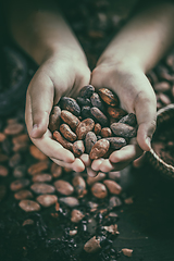 Image showing Aromatic cocoa beans