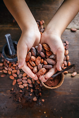 Image showing Hand holds cocoa beans