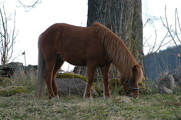 Image showing Horse_1_24.04.2005