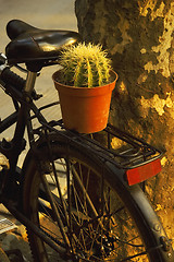 Image showing bicycle and plant