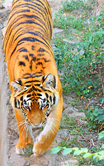 Image showing Tiger