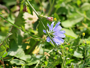 Image showing Chicory