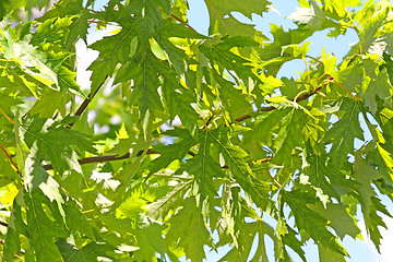 Image showing Green maple leaves