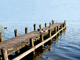 Image showing Ducks sitting on a ramp at a lake