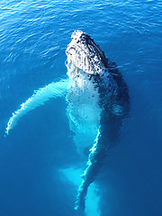 Image showing Portrait of a majestic humpback whale