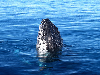 Image showing Humpback whale breaching the ocean