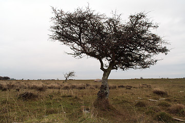 Image showing Tree silhouette