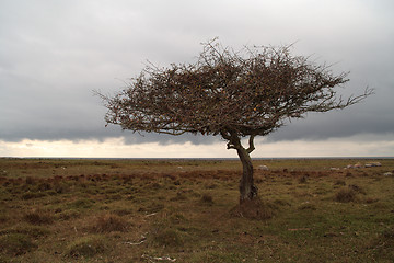 Image showing Tree silhouette II