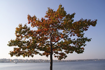 Image showing Tree crown